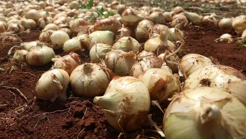Hatay'da Soğan Hasadı Başladı: Çiftçinin Yüzü Güldü!
