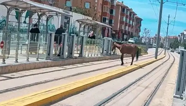 Eskişehir'de Tramvay Raylarında Başka Bir Dünya: Başıboş At Şaşkınlığı