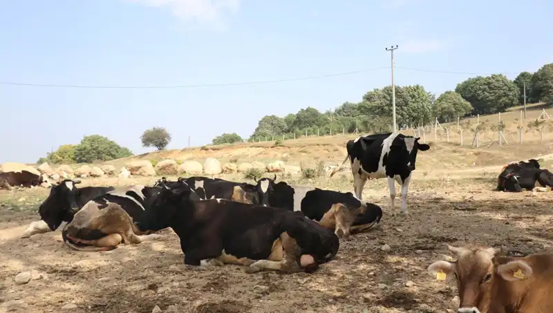 Şap Hastalığı Tehidi: 22 Köyde Giriş-Çıkış Kısıtlamaları ve Önlemler