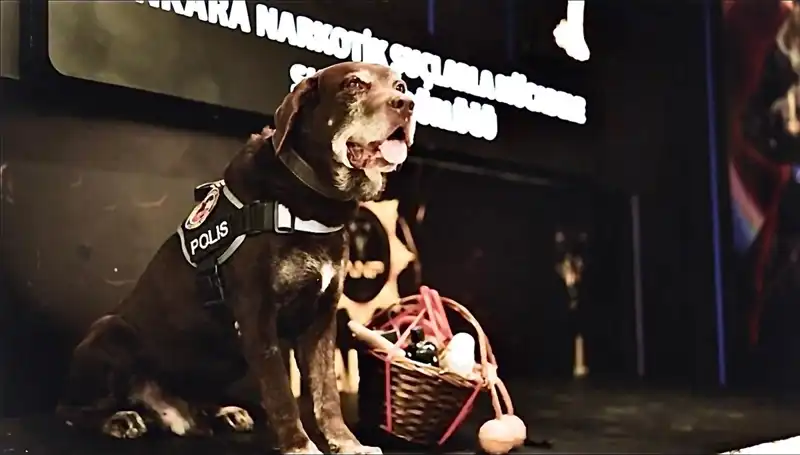 Ankara Emniyeti'nin Efsanevi Narkotik Köpeği 'Toma', Emeklilik Sözleşmesini İmzaladı!