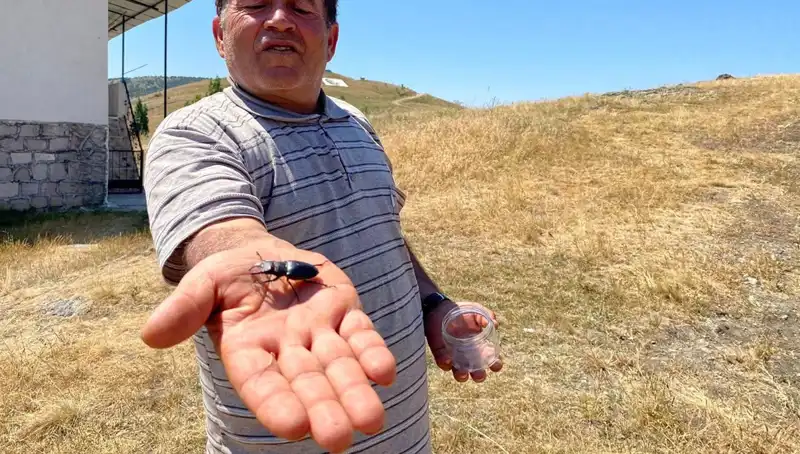 Sivas'ta Bulunan Böceği Öldürmenin Cezası: 557 Bin TL'yi Buluyor!
