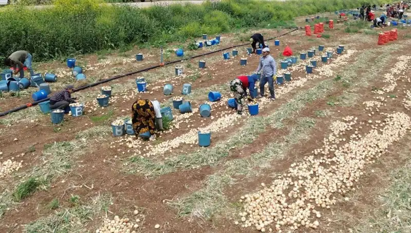 Soğan Hasadı Başladı: Fiyatlar Düşüşe Geçti, Pazarlar Hareketlendi