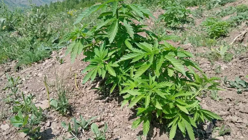 Bingöl'de Kenevir ve Kaçak Tütün Operasyonu: 3 Gözaltı ve Detaylar