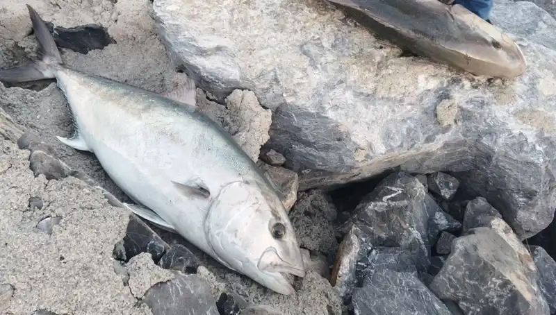 Oltayla Avladığı 65 Kiloluk Balığı 18 Bin TL'ye Satıldı!