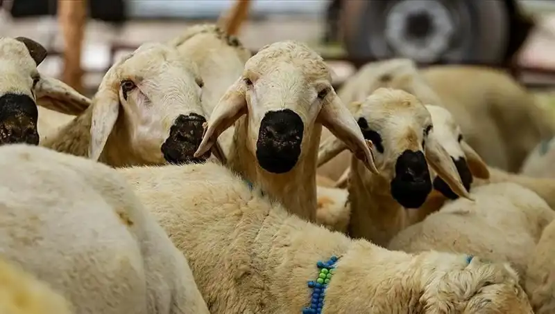 Kurban Bayramı Ne Zaman? 9 Günlük Tatil Beklentileri Hükümetin Kararına Bağlı