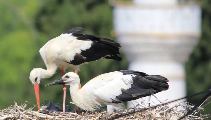 Leylek Köyü: Yaren Leyleği Kıskandıran 8 Kat Daha Fazla Yuva!