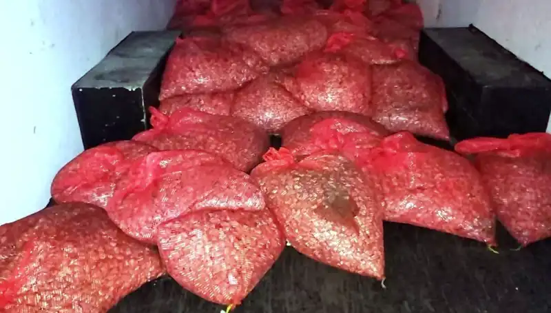 Samsun'da 1,5 Ton Kaçak Midye Operasyonu: Sağlık Tehlikesi Büyüyor!