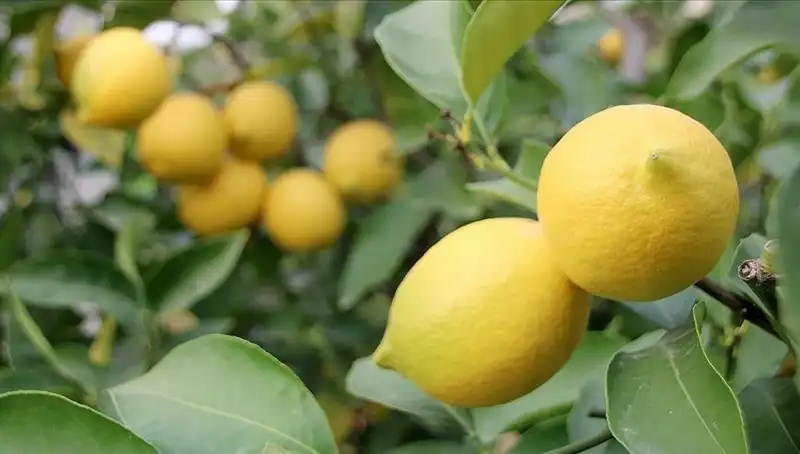 Limonun Fiyatındaki Yükseliş: 24 Lira Adet Başına!