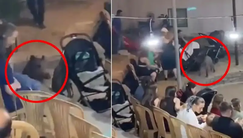 Düğün Davetinde Yaban Domuzu İle Yaşanan Şok Anların Ardından Panik!