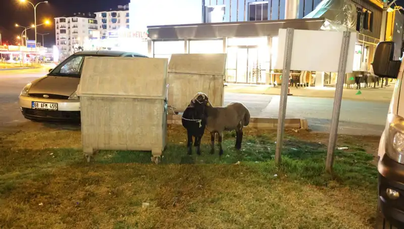 Mor Karaman Irkı Koyunlar Yolda Bırakıldı: Bir Kez Daha Elden Gidiyorlar mı?