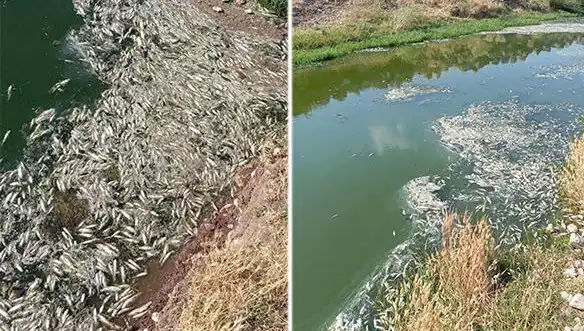 Karasu Çayı’ndaki Balık Ölümleri: Çevresel Etkiler ve Yanıt Süreci