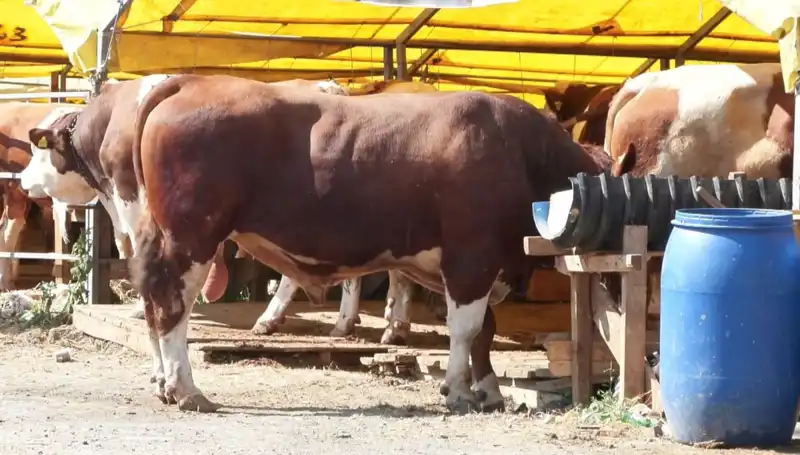 Kurban Pazarlarında Hareketlilik: Alım-Satım Sürecinin Son Durumu