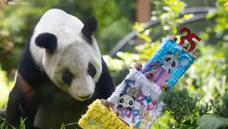 Dev Panda Xin Xin, 35'inci Yaşında Kutlama Gecesine Ev Sahipliği Yaptı
