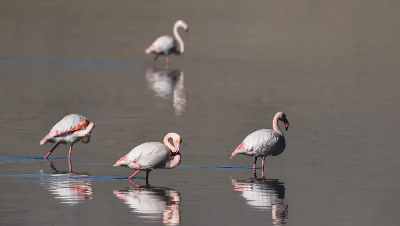 Kuş Cenneti: Flamingolarda Kuraklığın Etkisi ve Azalan Sayılar