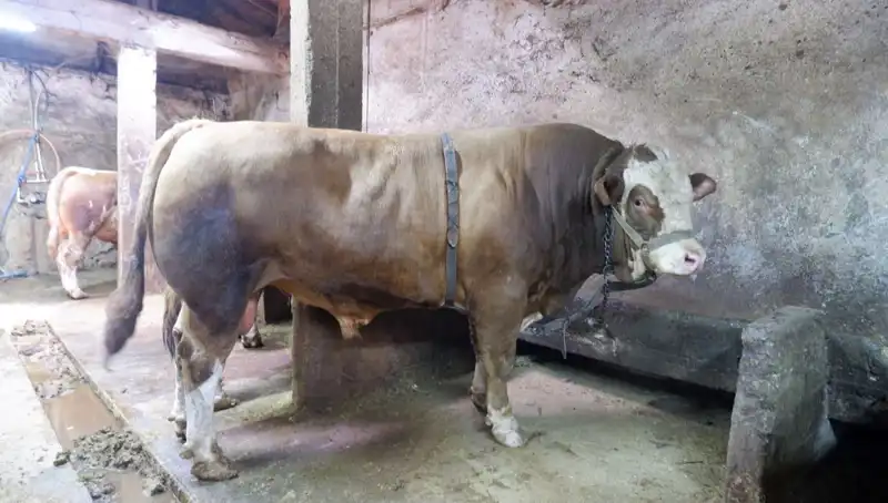 Tam 1 Ton 200 Kilo Nadir Hazine: Alıcısı Bulundu, Rekor Fiyat!