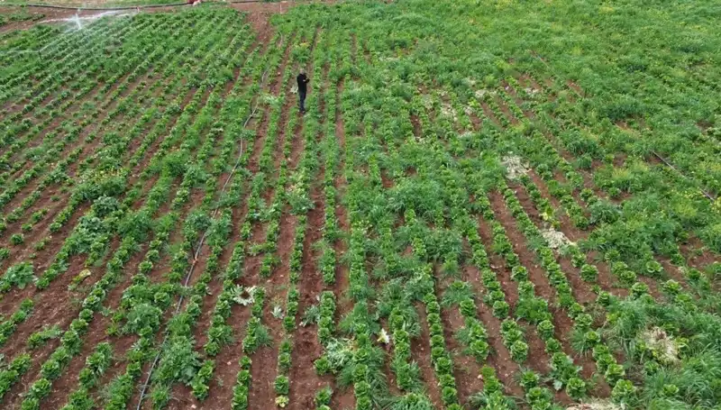 Kuraklık Marul Hasadını Tehdit Ediyor: Çiftçiler Ne Yapacak?