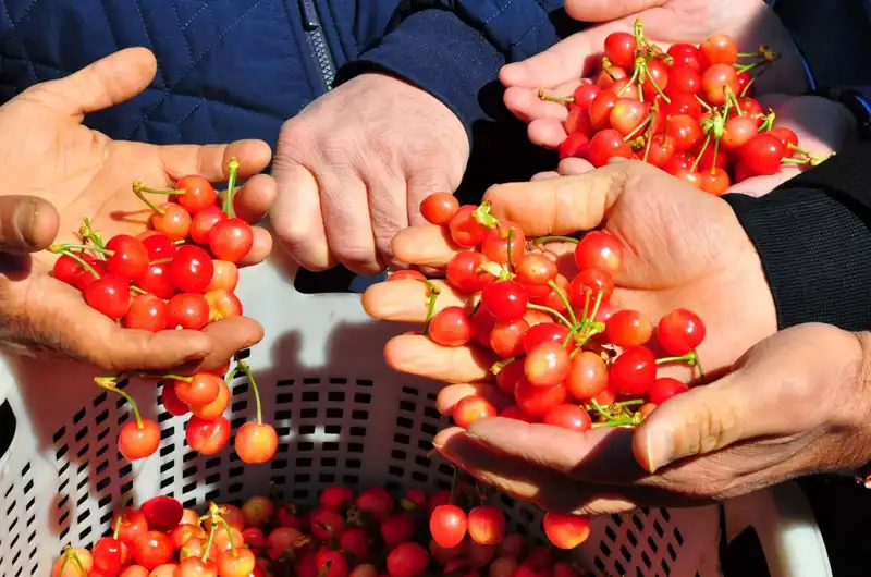 İlk Hasat Zamanı: Kilogramı 3.500 TL'den Alıcı Buldu!