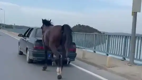 Adana'da Hayvana Şiddet Skandalı: Ata Eziyet Eden Kişiye Tutuklama