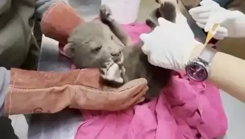 Karabük'te Yavru Bozayı Bulundu: Doğa Koruma Ekipleri Harekete Geçti