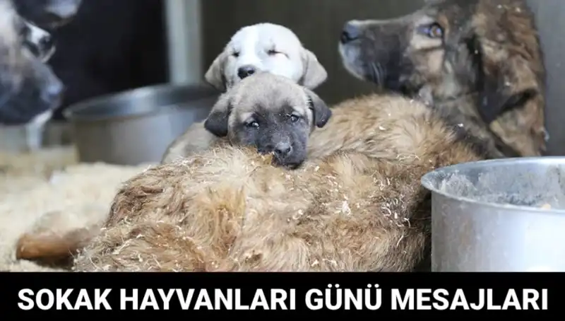 Dünya Sokak Hayvanları Günü: Önemli Tarih ve Mesajlarıyla Duyuru
