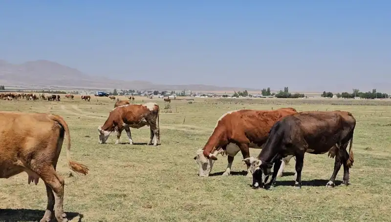 Arin Gölü Kurudu: Bölgede Su Krizi Kapıya Dayandı