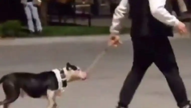 Ağızlıksız Pitbull’un Saldırısı: Sahibine Para Cezası Kesildi!