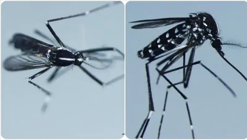 Chikungunya Virüsü: Dünyada Nerelerde Görülüyor ve Belirtileri Neler?