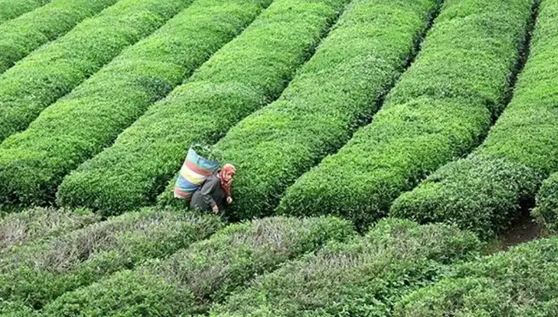 ÇAYKUR Bayramda Yaş Çay Alımına Devam Ediyor: Çiftçilerin Yüzü Gülecek!